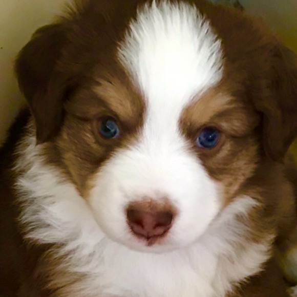 Meet your Posher, Scott - Picture 1 of 1